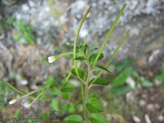 Epilobium pubens