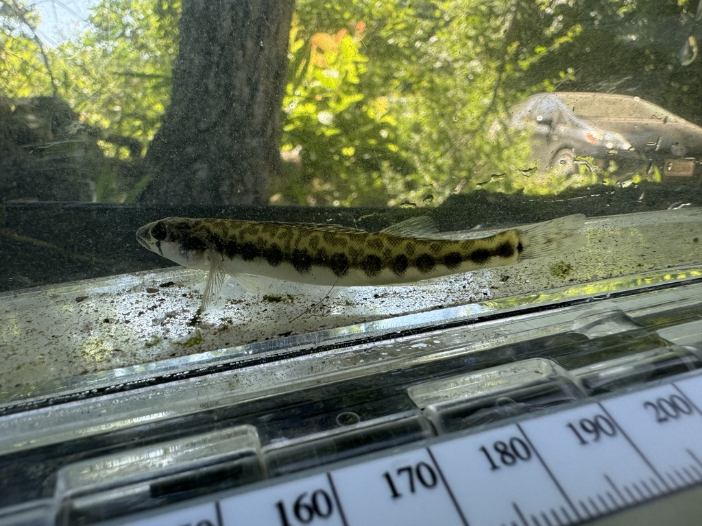 Leopard Darter