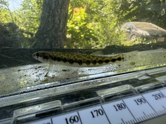 Leopard Darter photo 1