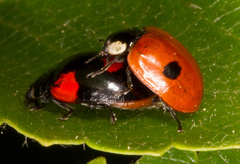 Adalia bipunctata