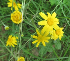 Tetraneuris linearifolia