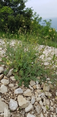 Sanguisorba minor balearica