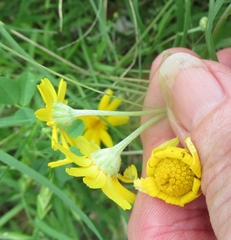 Tetraneuris linearifolia