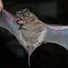 Patagonian Dwarf Bonneted Bat - Photo (c) ruben barquez, some rights reserved (CC BY-NC), uploaded by ruben barquez