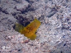 Cryptocentrus sericus