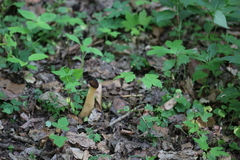 Morchella semilibera