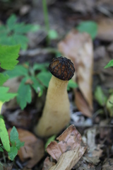 Morchella semilibera