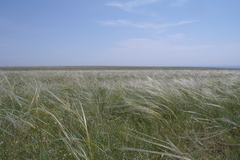 Stipa zalesskyi