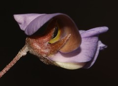 Lotononis complanata