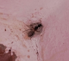 Camponotus substitutus