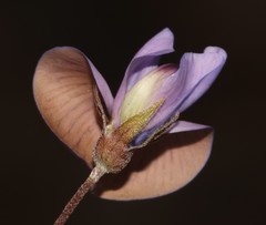 Lotononis complanata