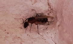 Camponotus substitutus
