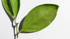 Chaetocarpus myrsinites