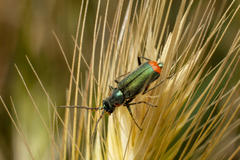 Malachius lusitanicus