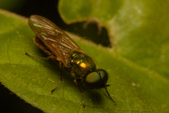 Chloromyia