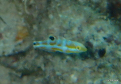 Halichoeres radiatus
