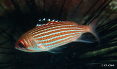 Sargocentron coruscum