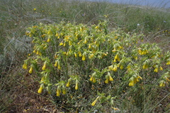 Onosma rigida