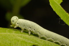 Pseudoclavellaria amerinae