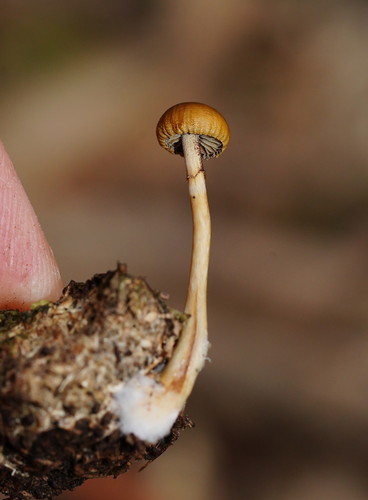 Dung Roundhead