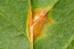 Puccinia andropogonis