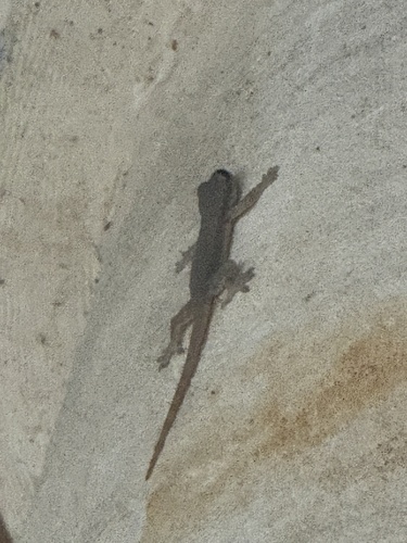 Flat-tailed House Gecko — seen at this dive site