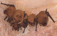 Myotis dinellii