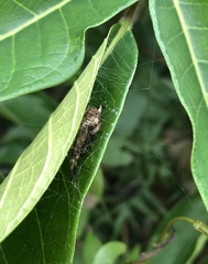 Neoscona menghaiensis