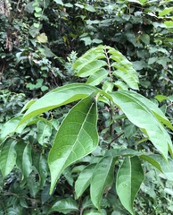 Neoscona menghaiensis