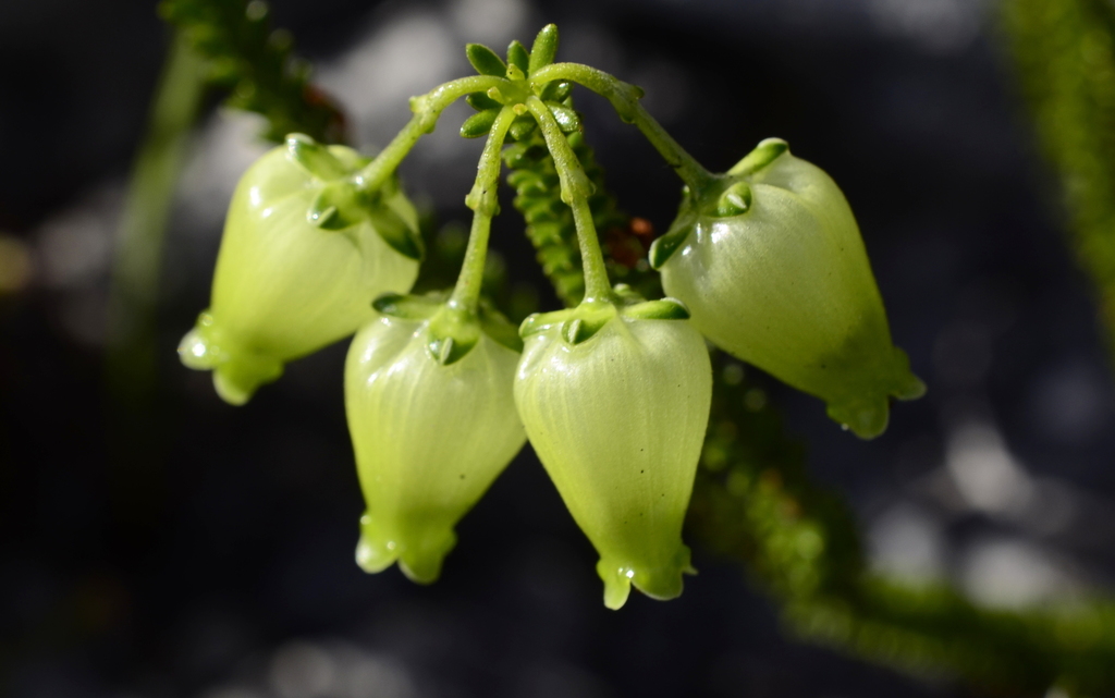 Sticky Green Heath