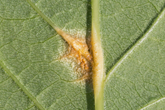 Puccinia andropogonis