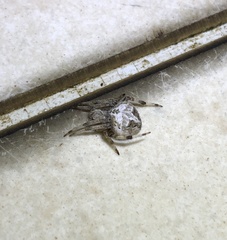 Neoscona menghaiensis