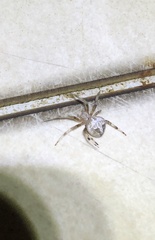 Neoscona menghaiensis