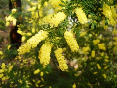 Acacia drummondii
