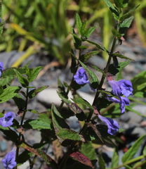 Scutellaria yezoensis