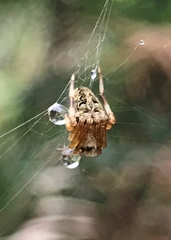 Neoscona menghaiensis