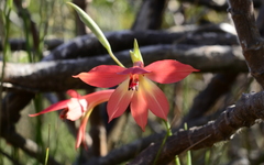 Gladiolus priorii
