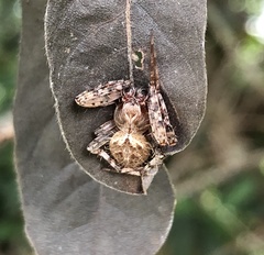 Neoscona menghaiensis