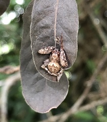 Neoscona menghaiensis