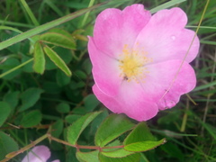 Rosa gallica