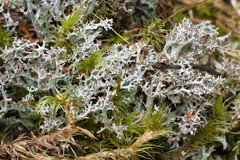 Cladonia multiformis