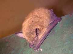 Myotis dinellii