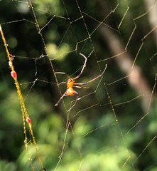 Argyrodes flavescens
