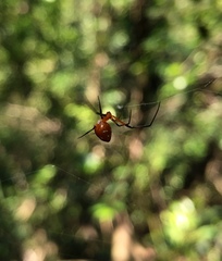 Argyrodes flavescens
