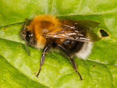 Bombus hypnorum