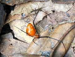 Argyrodes flavescens
