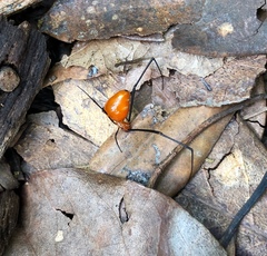Argyrodes flavescens