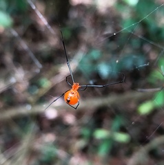 Argyrodes flavescens