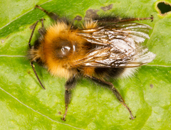 Bombus hypnorum