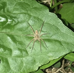 Pardosa pusiola